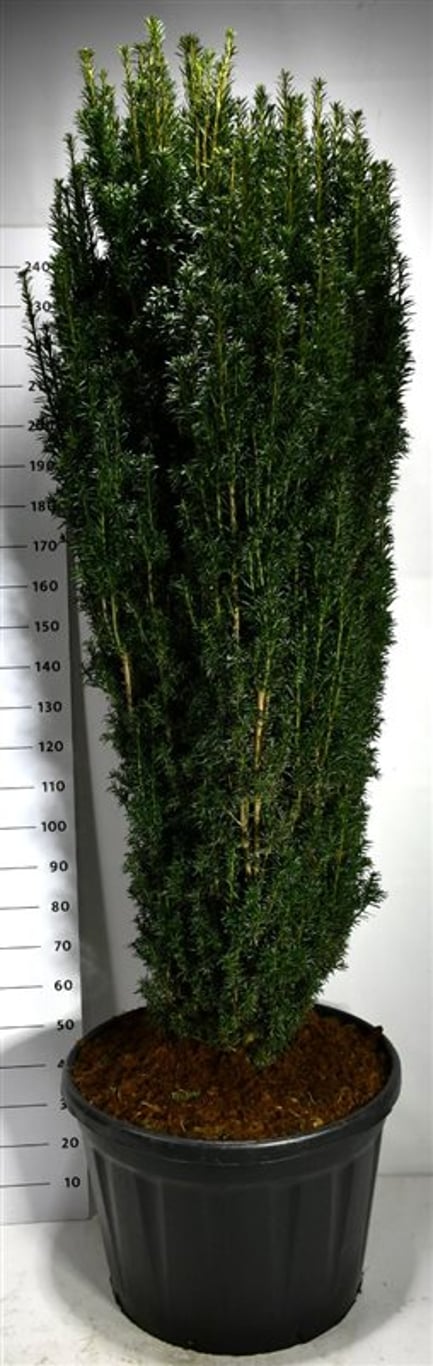 Taxus b. 'Pirat' - 180-200 CM in container